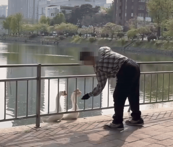 거위 머리 '퍽퍽'…건국대 '건구스' 폭행男 재판행